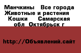 Манчкины - Все города Животные и растения » Кошки   . Самарская обл.,Октябрьск г.